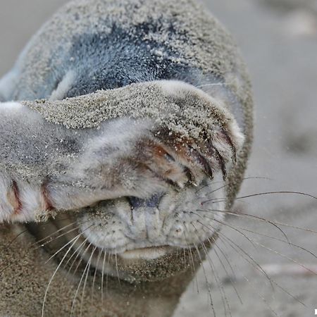 Ferienhaus Geniessen Am Meer Mit Wellnesszugang Egmond aan Zee Bagian luar foto